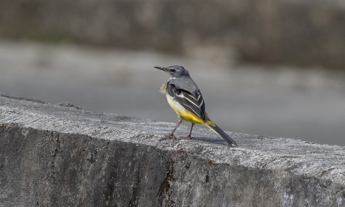 Ballerina gialla - ML618273010