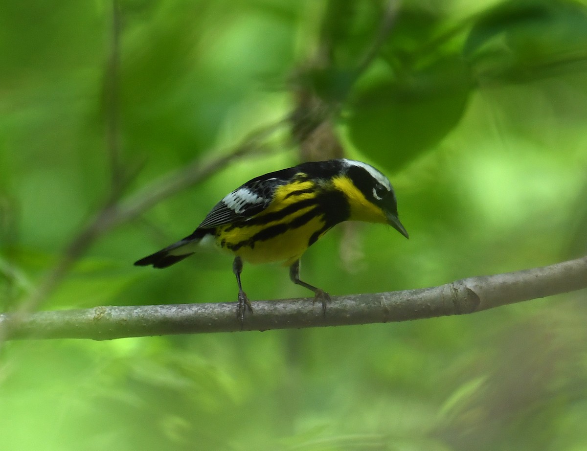 Magnolia Warbler - ML618273032