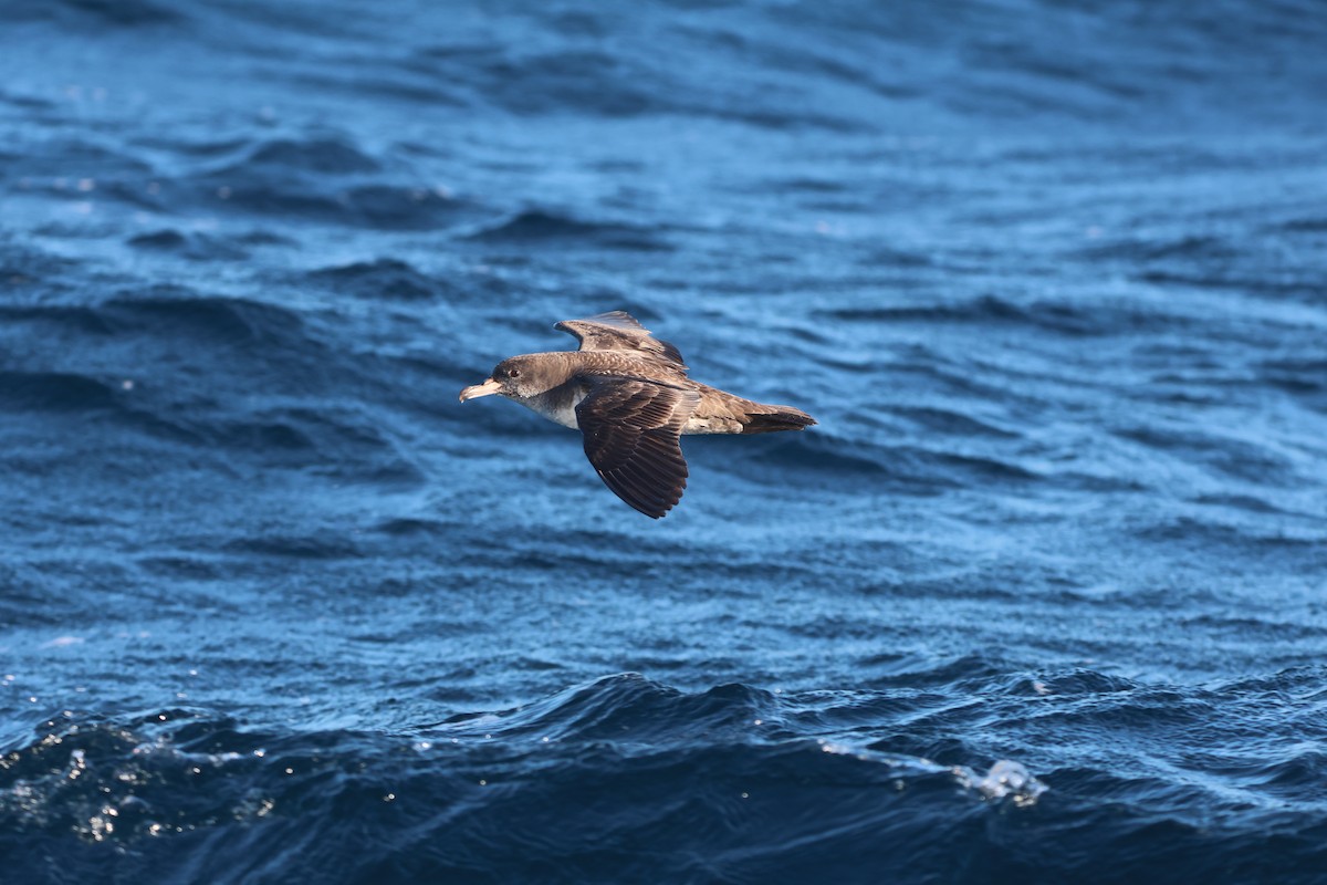 Pink-footed Shearwater - carlos grande flores