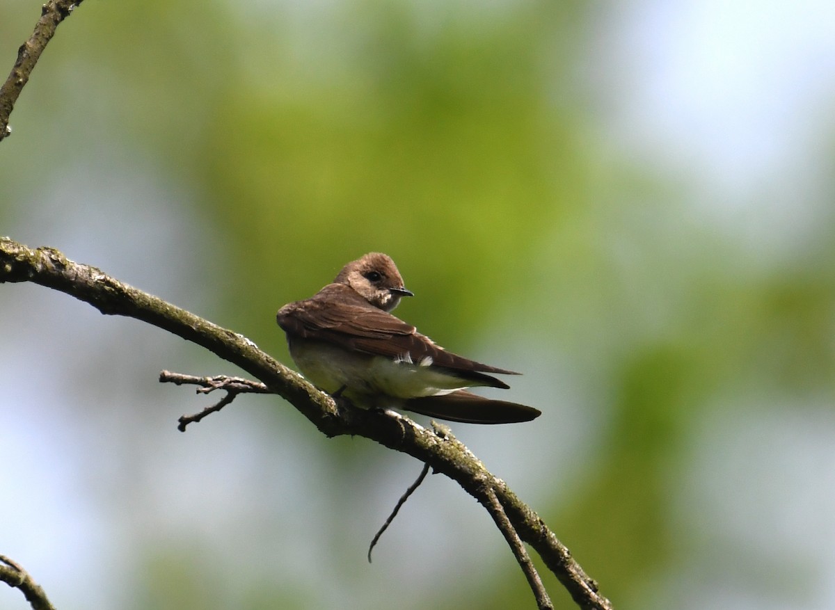 Northern Rough-winged Swallow - ML618273049