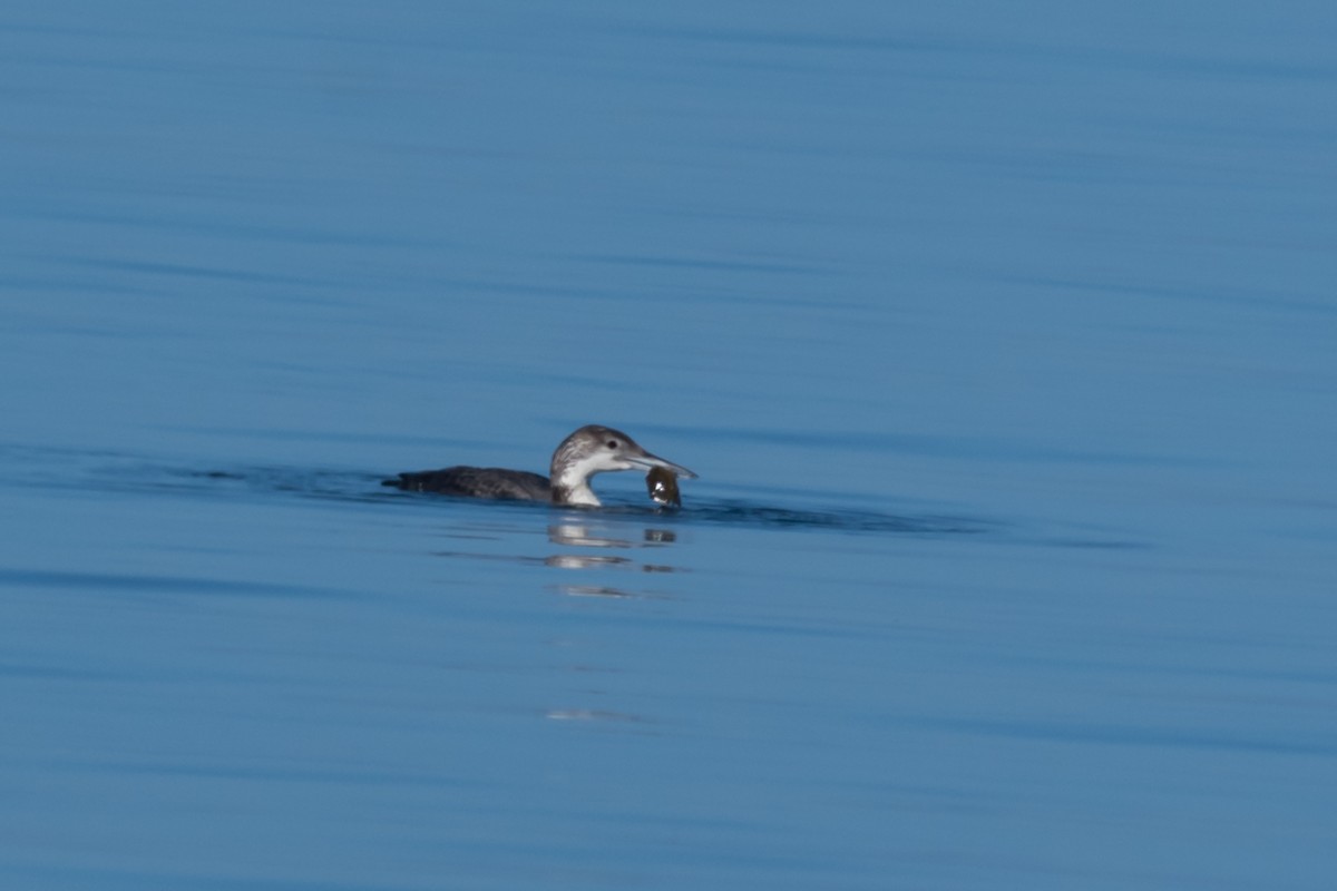 Common Loon - Gabrielle Harrison