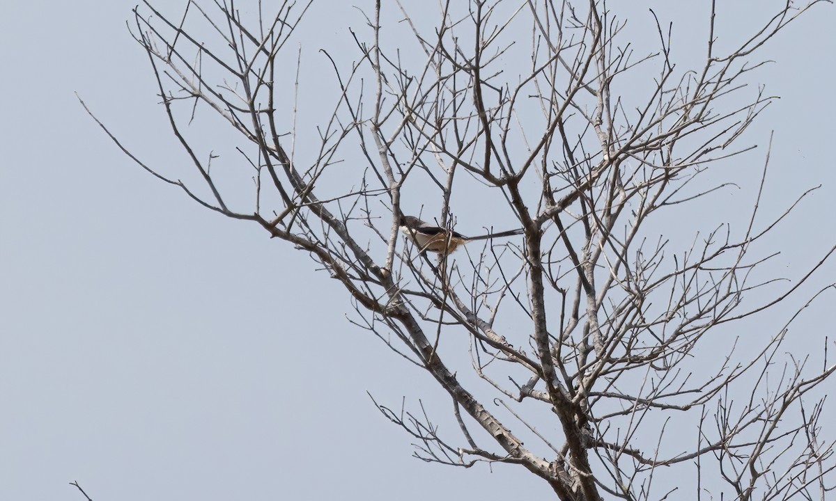 Long-tailed Shrike - ML618273060