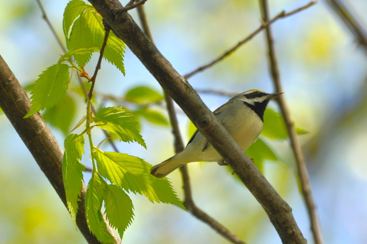 Golden-winged Warbler - Matthew Cvetas