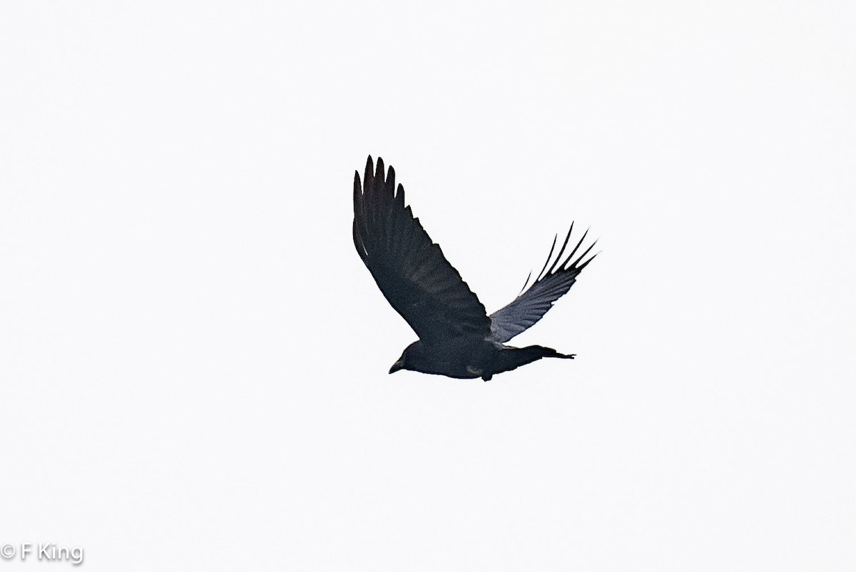 American Crow - Frank King