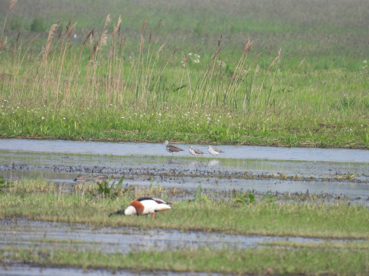 Common Greenshank - Daan Joosen