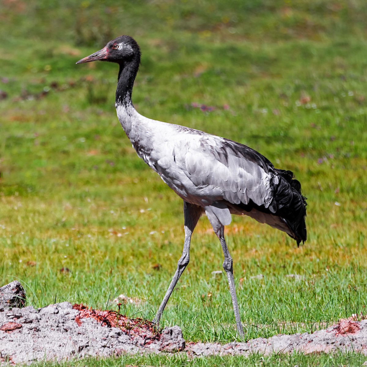 Black-necked Crane - ML618273098