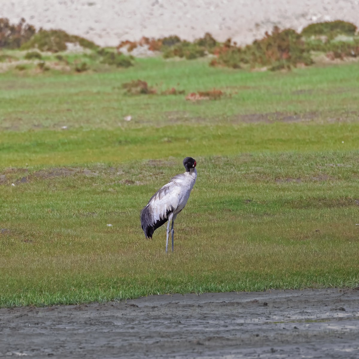 Grulla Cuellinegra - ML618273102