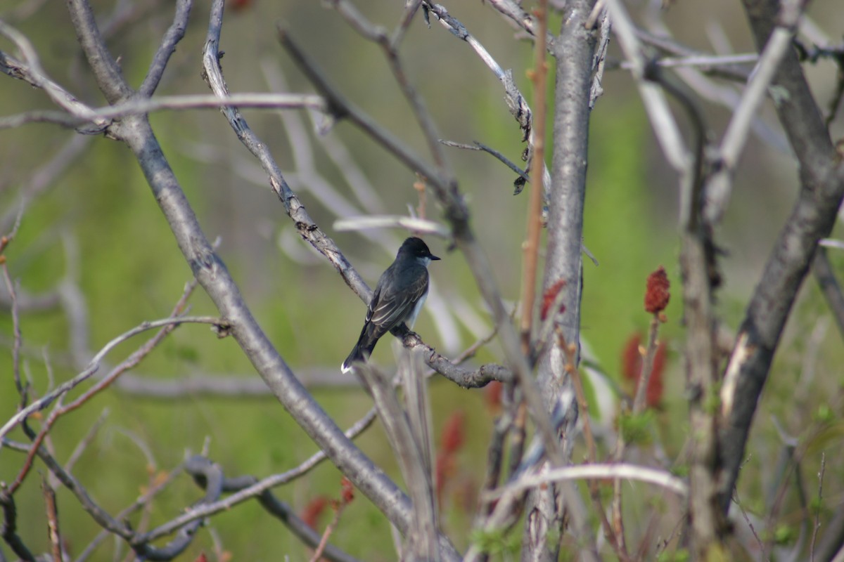 Eastern Kingbird - Sylvie Vanier🦩