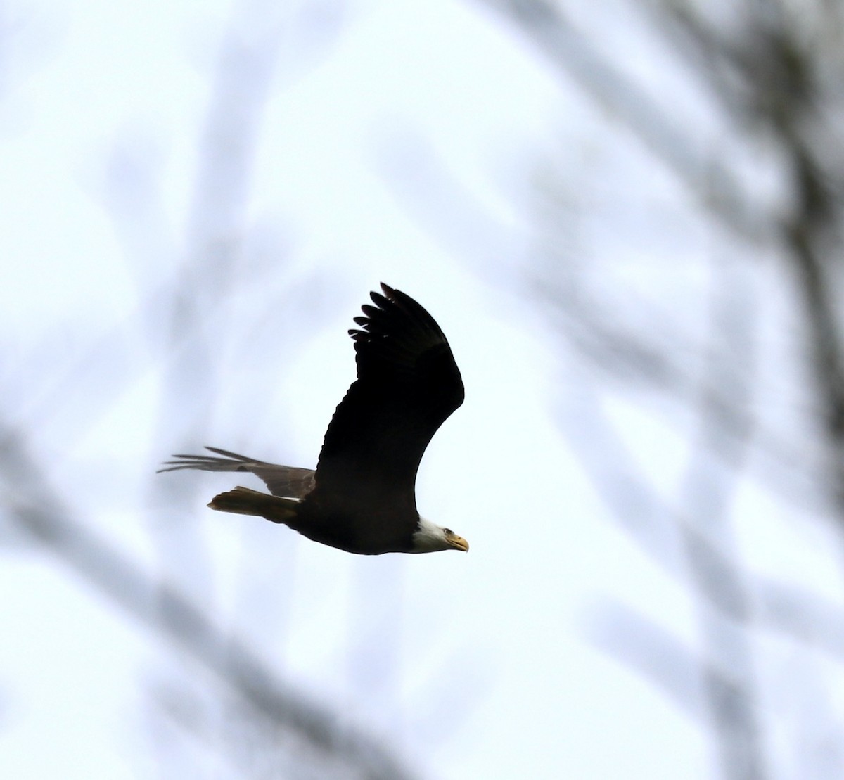 Bald Eagle - ML618273117