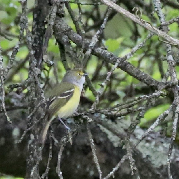 White-eyed Vireo - ML618273142