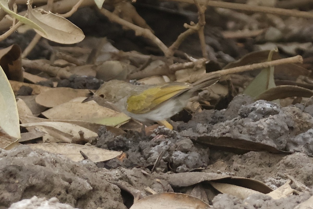 Green-backed Camaroptera - Mathieu Soetens