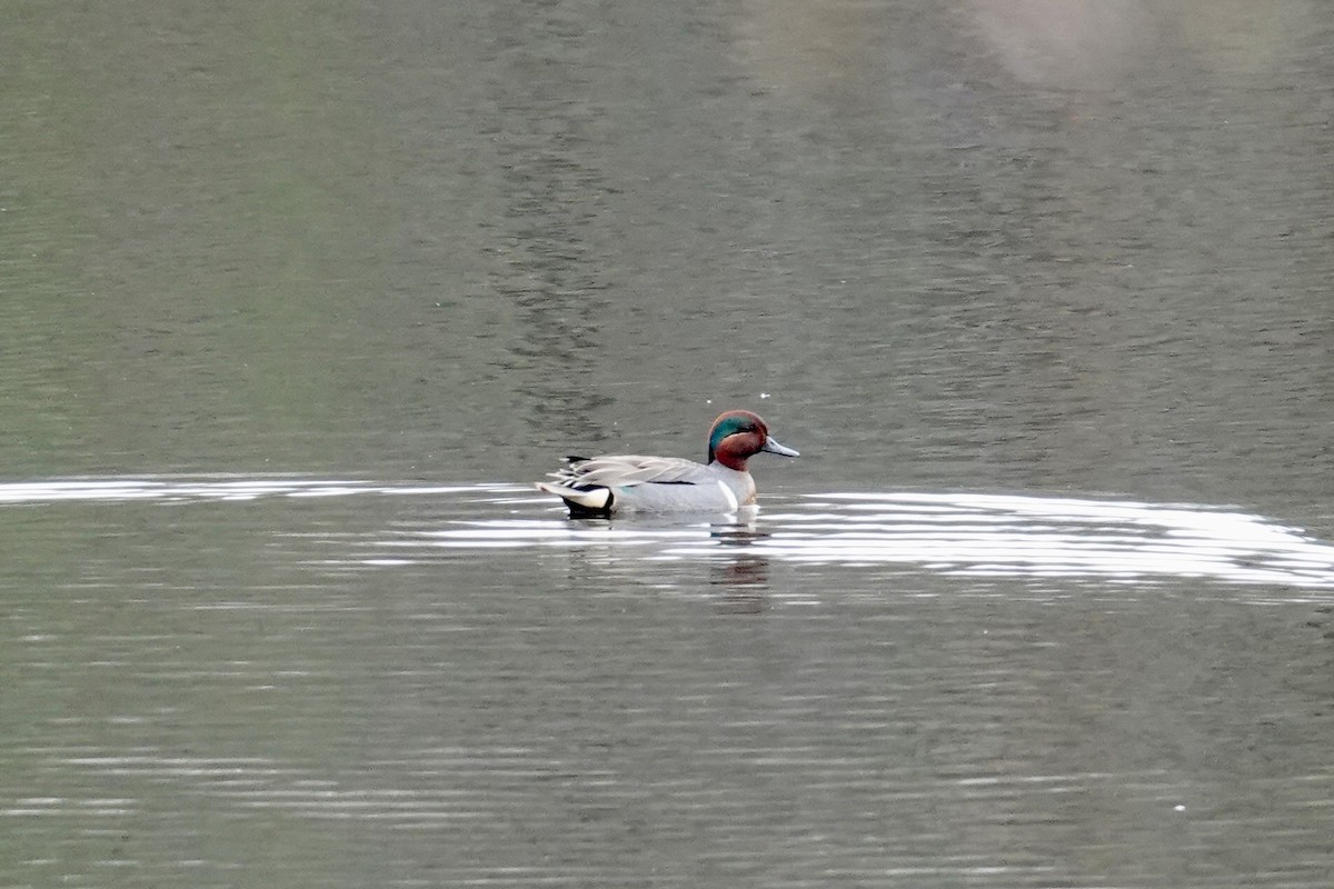 Green-winged Teal - ML618273148