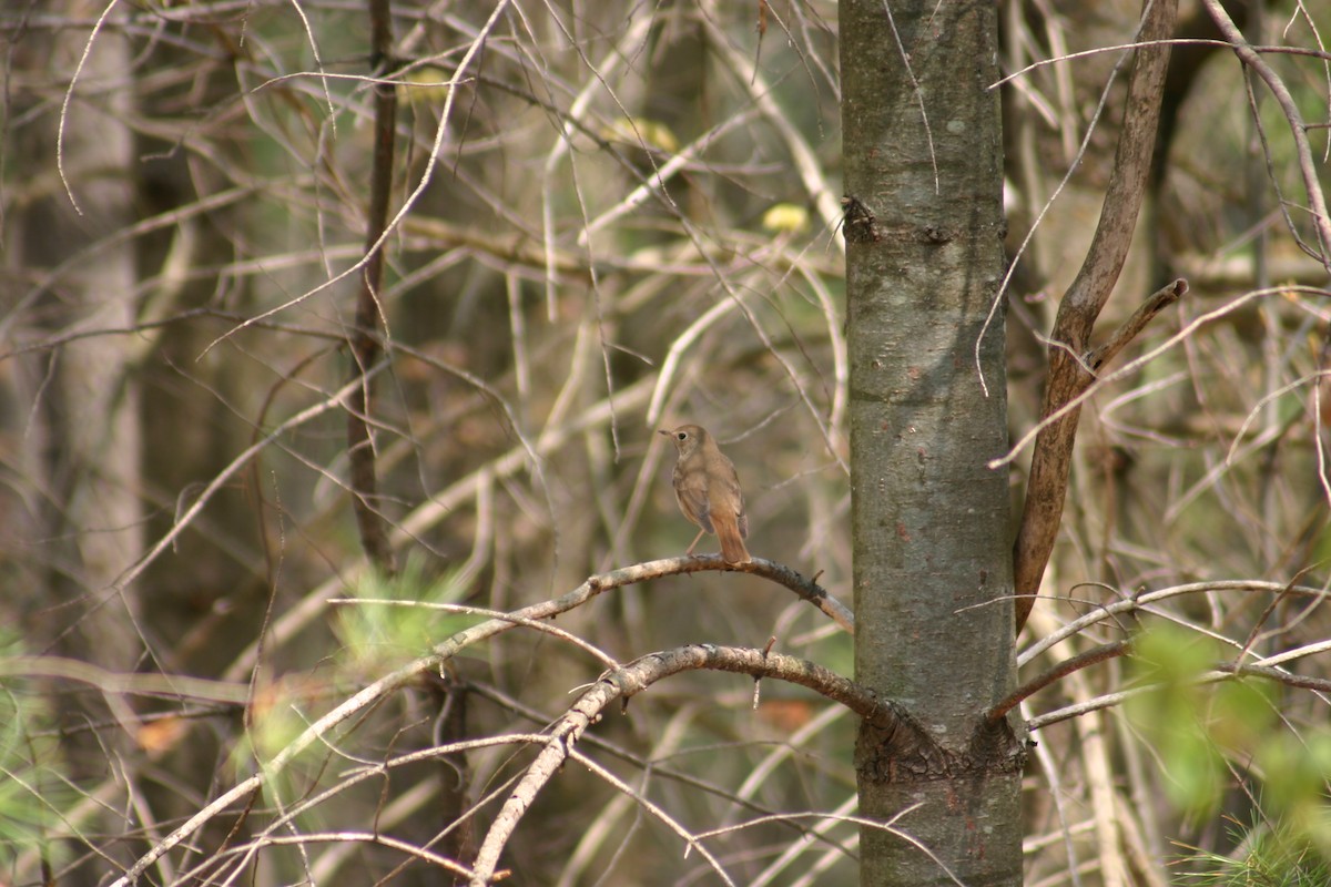 Hermit Thrush - Sylvie Vanier🦩