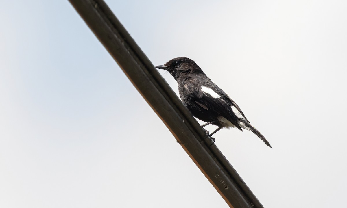Pied Bushchat - ML618273161
