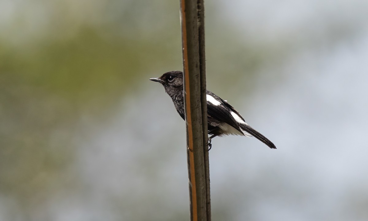 Pied Bushchat - ML618273163