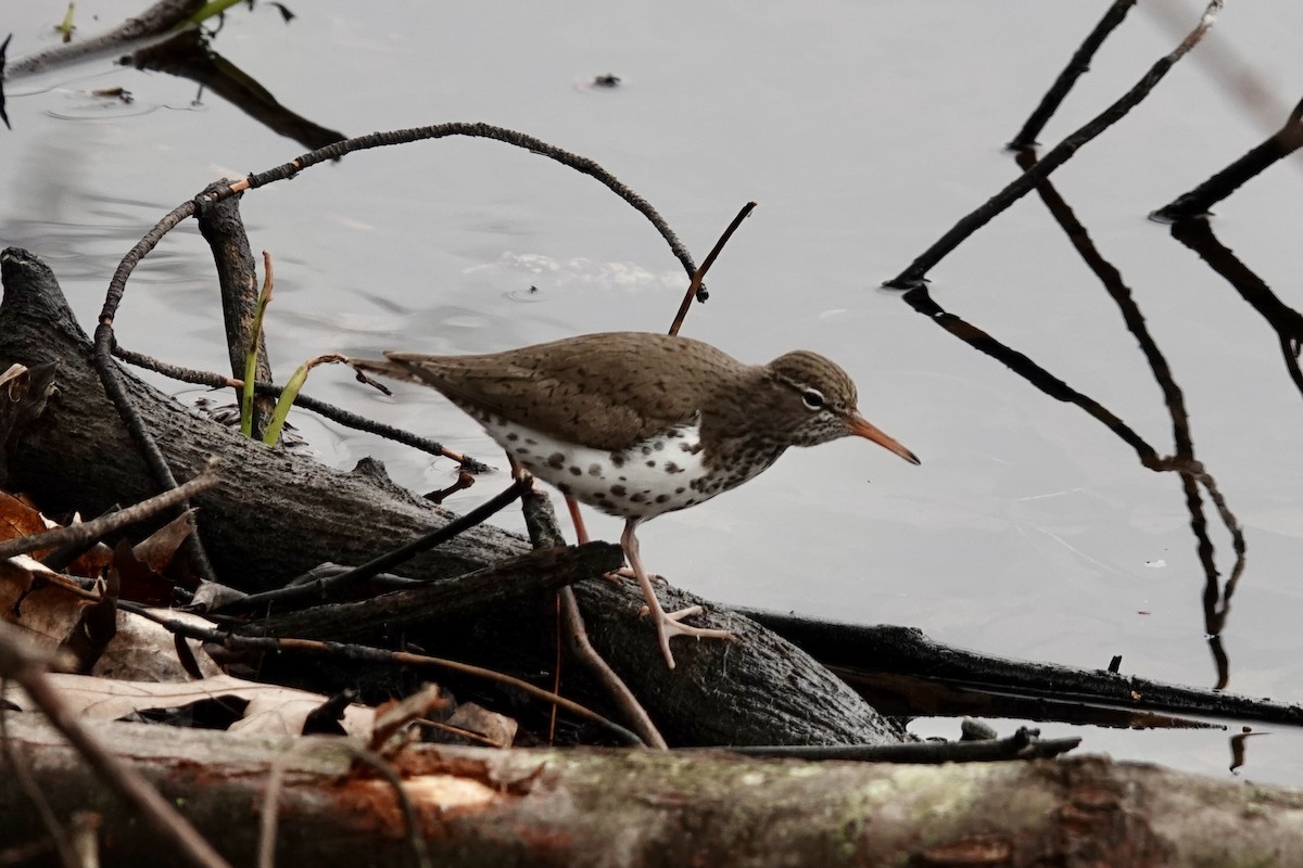 Spotted Sandpiper - ML618273166