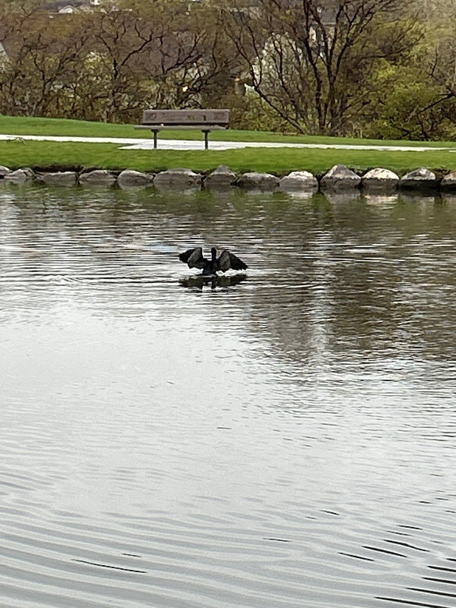 Double-crested Cormorant - ML618273178