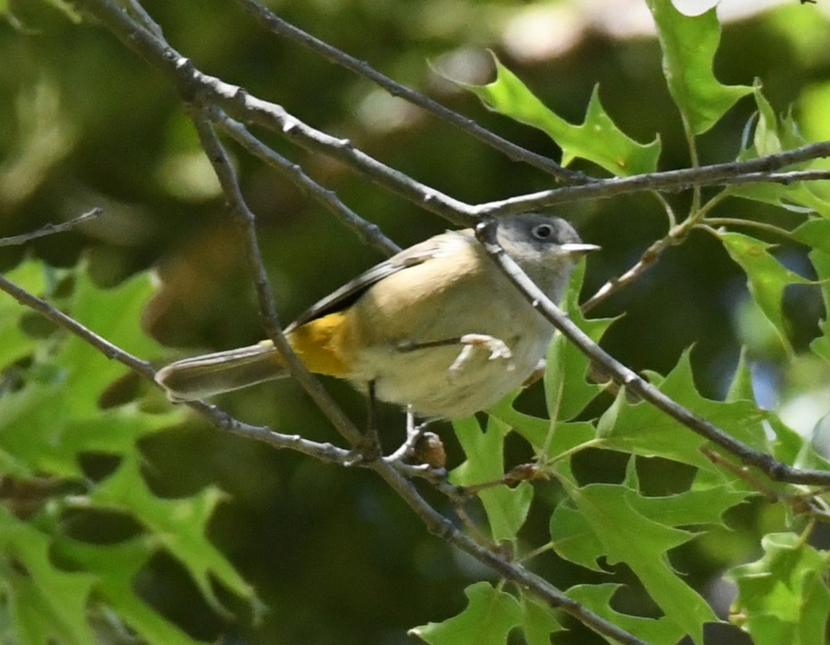 Colima Warbler - Joe Girgente