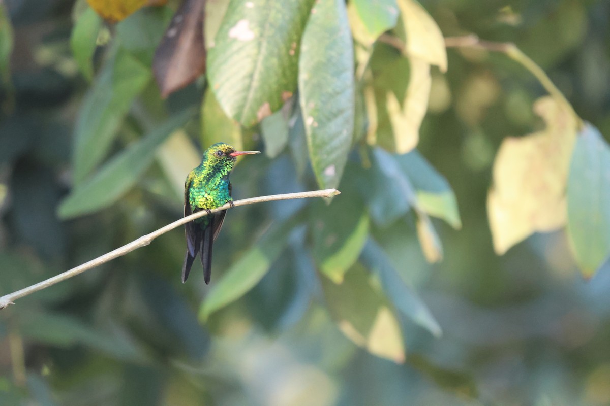 Cozumel Emerald - ML618273185