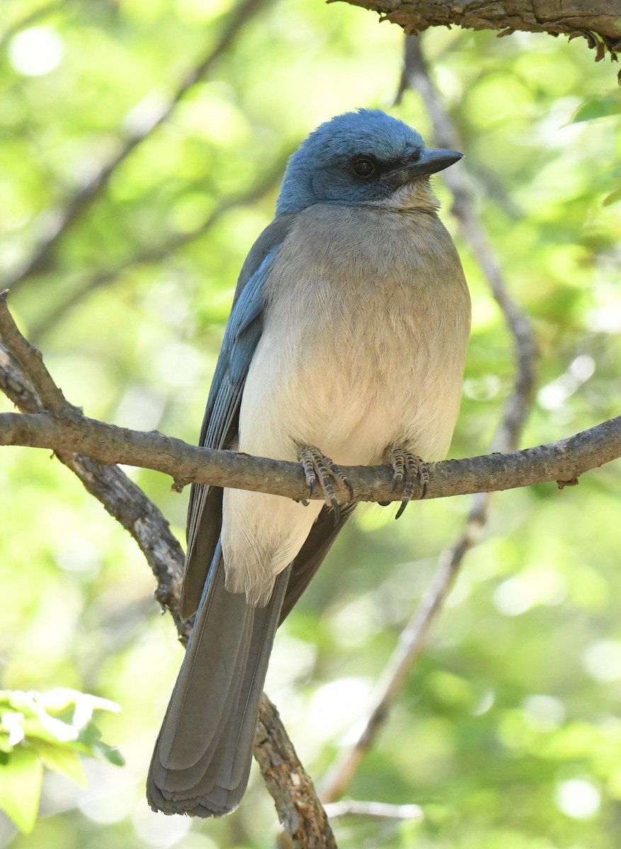 Mexican Jay - Joe Girgente