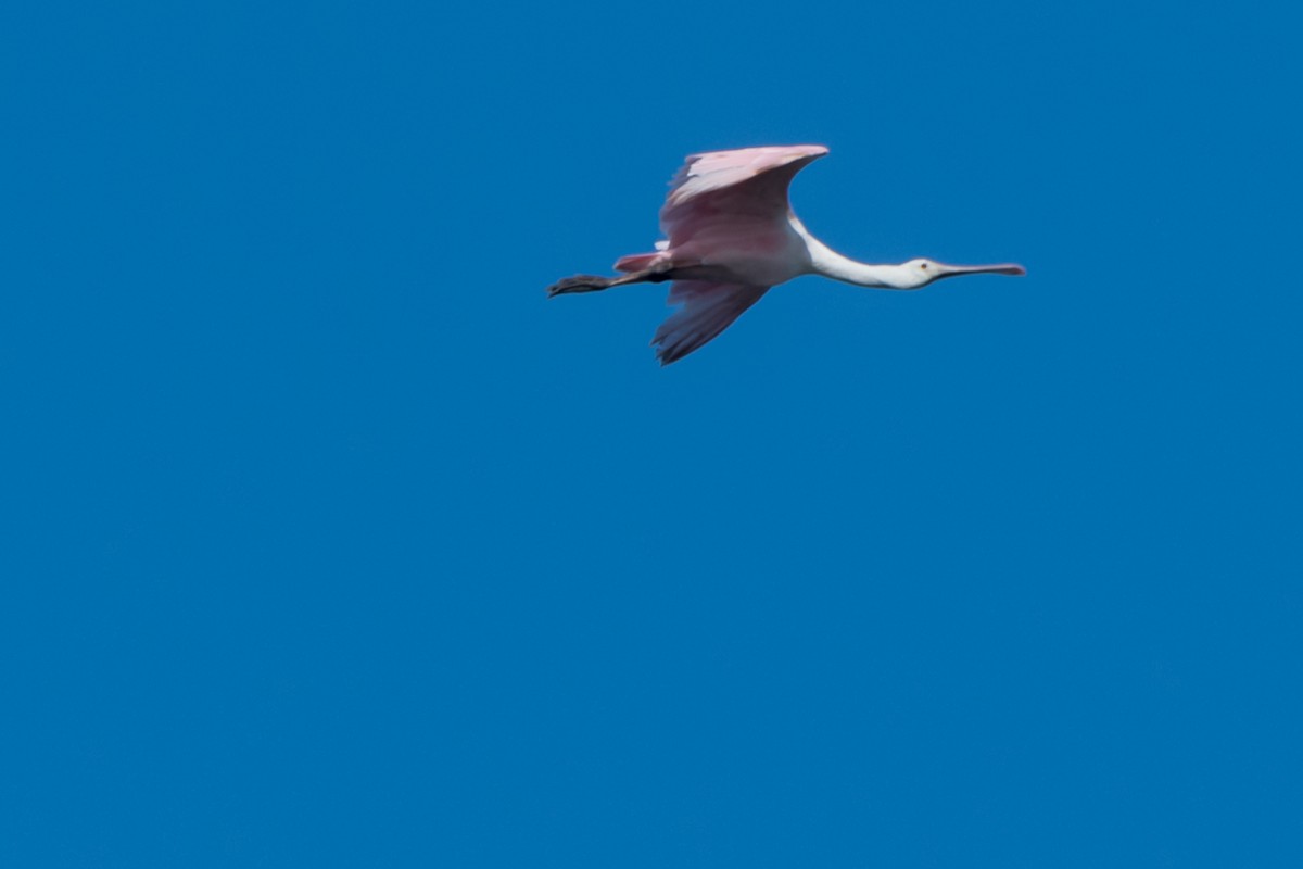 Roseate Spoonbill - Gabrielle Harrison