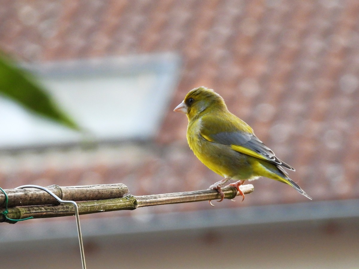 European Greenfinch - ML618273222