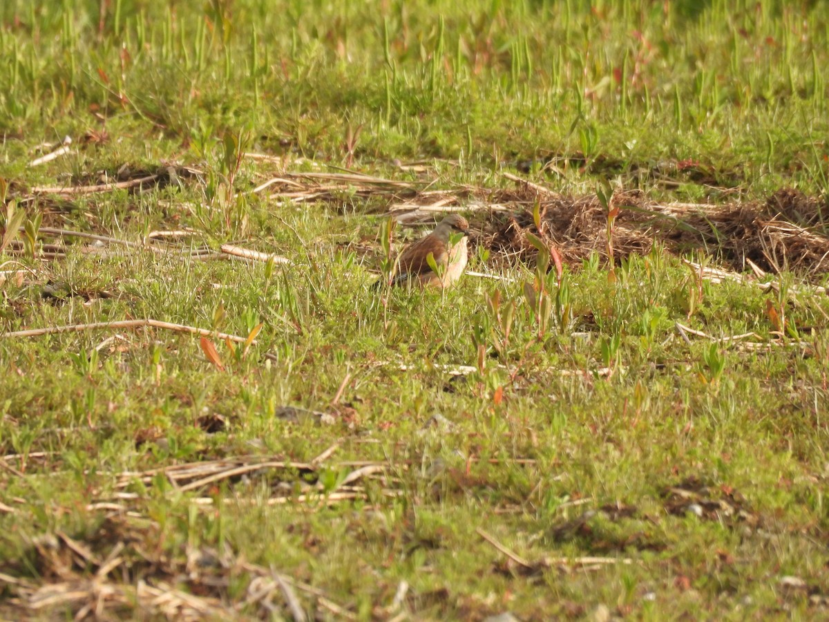 Eurasian Linnet - Daan Joosen