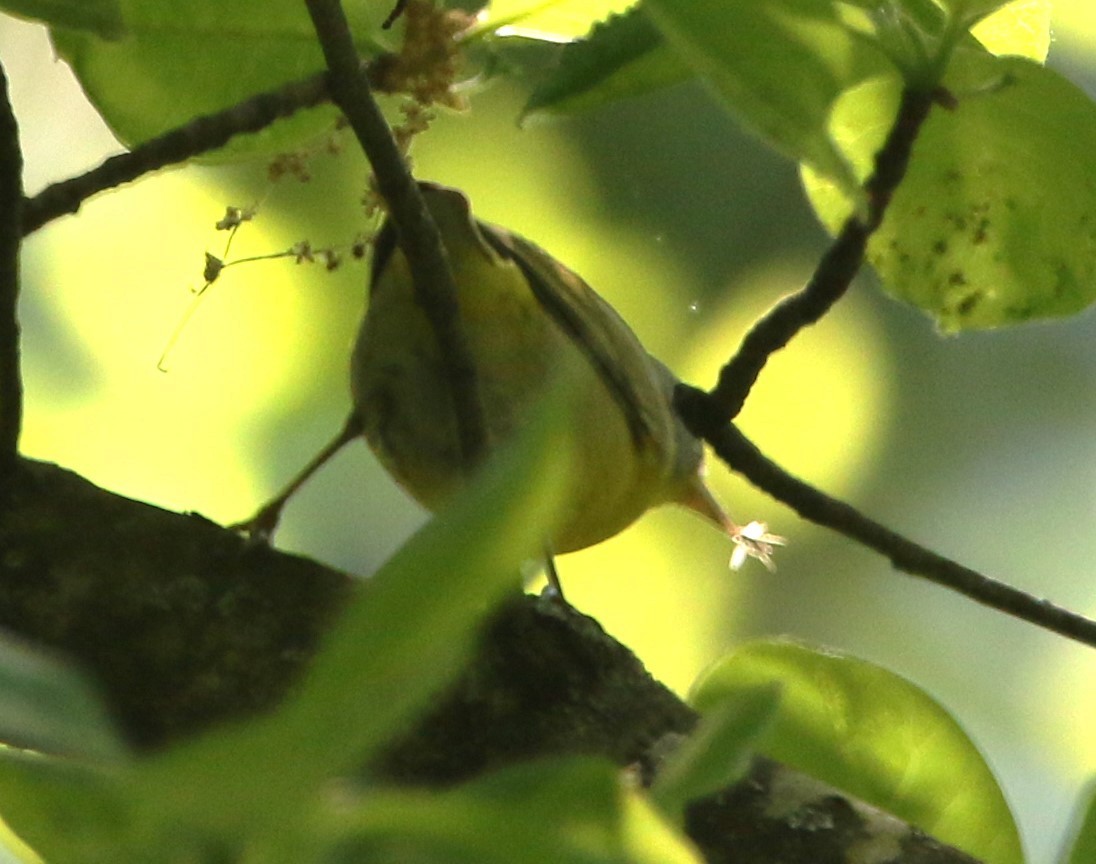 Nashville Warbler - Daniel Lebbin