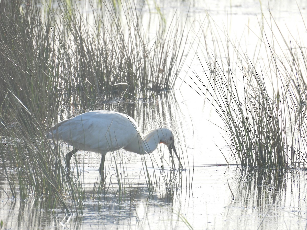 Eurasian Spoonbill - Daan Joosen