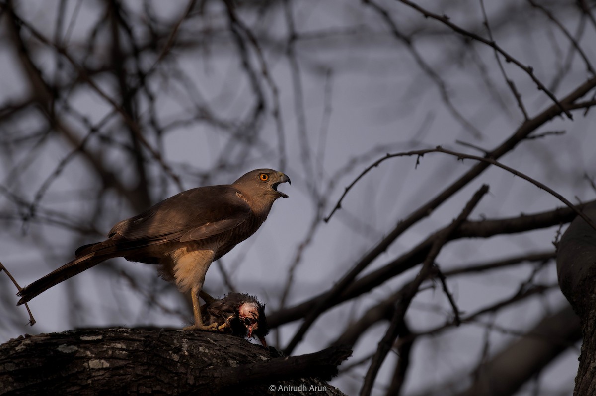 Shikra - ML618273250