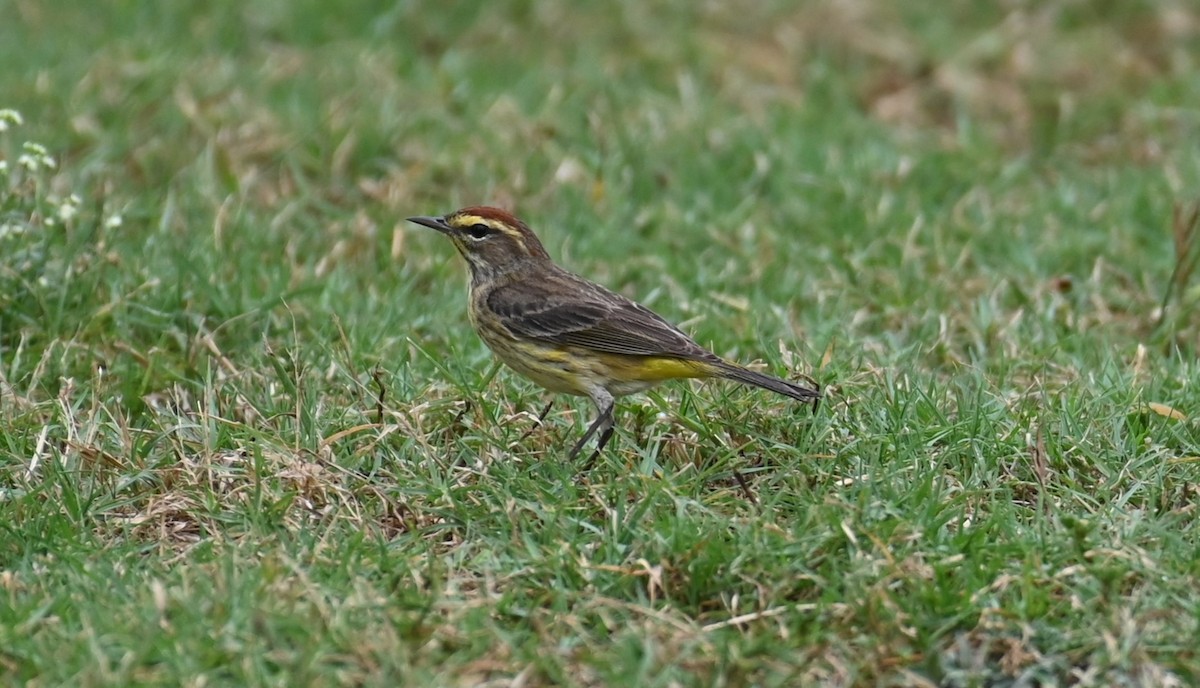 Palm Warbler - Michael Orgill