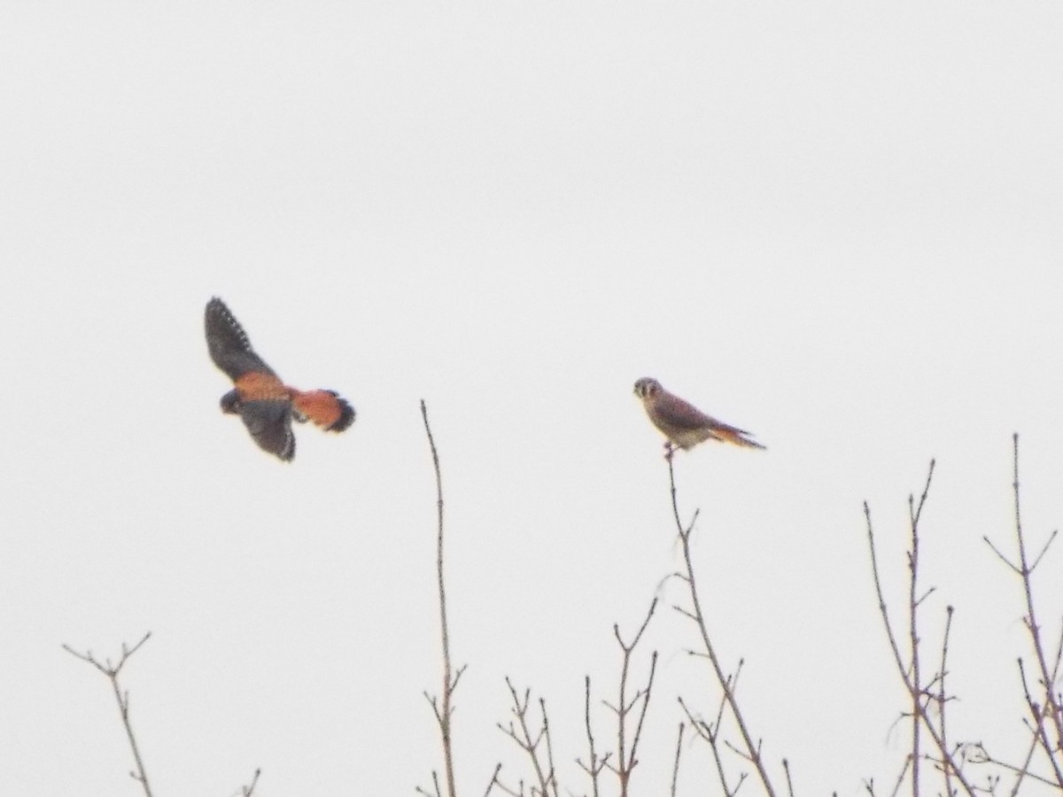 American Kestrel - ML618273259