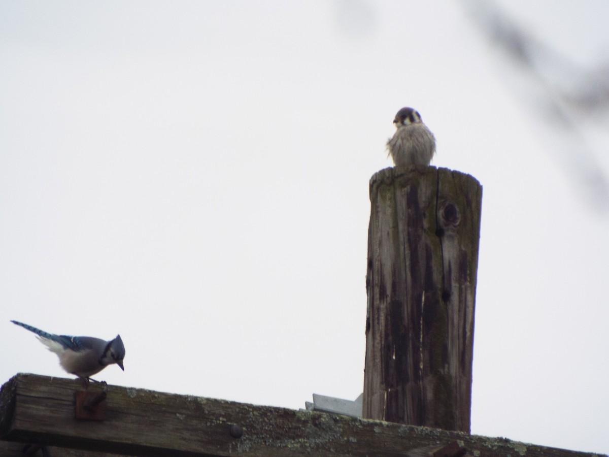 American Kestrel - ML618273260