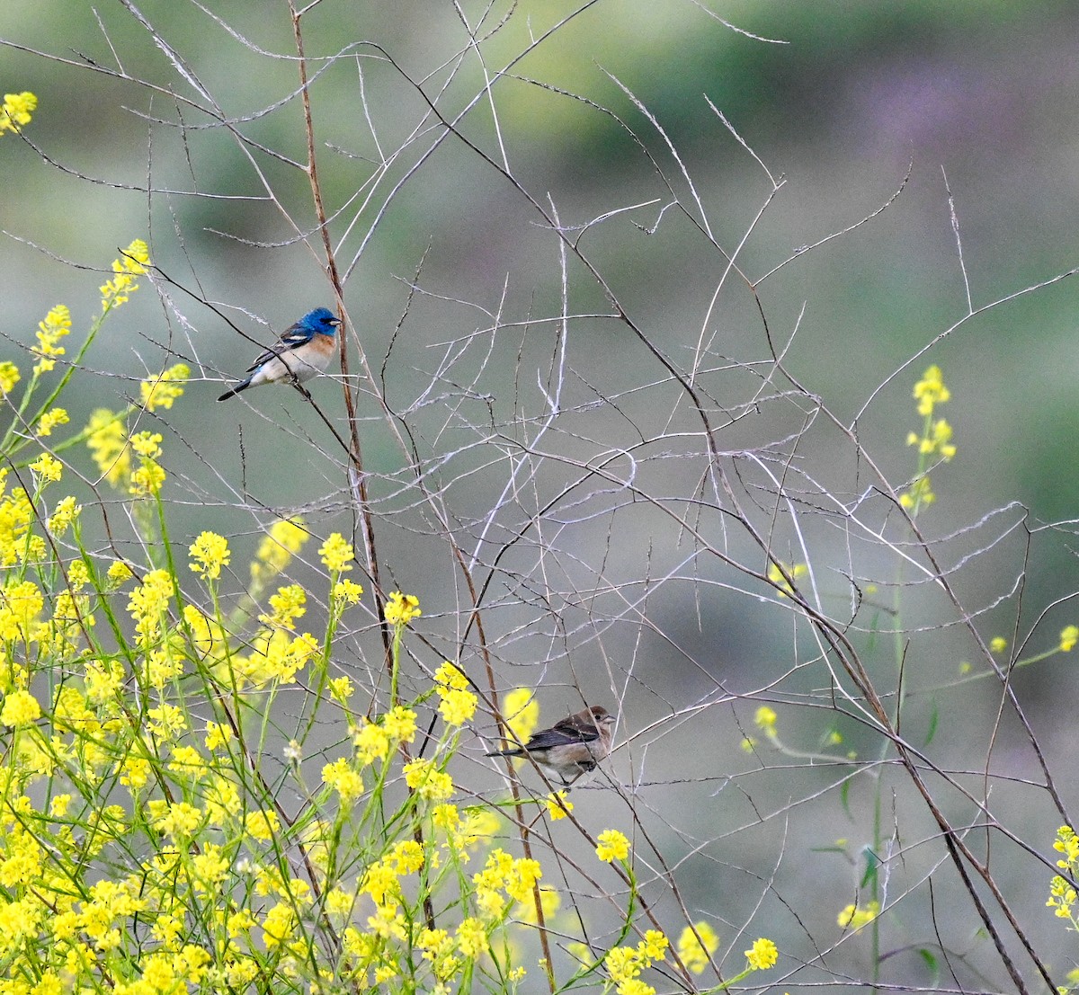 Lazuli Bunting - ML618273275