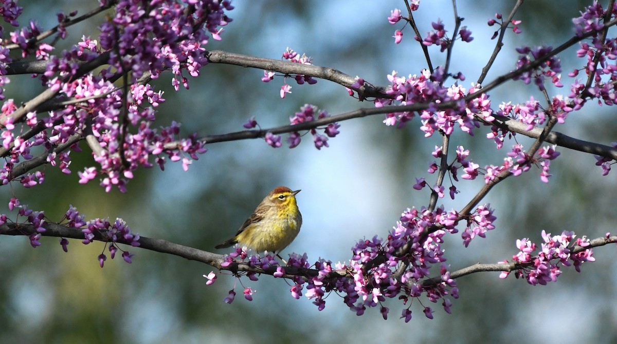 Palm Warbler - Helen and Franklin Chow