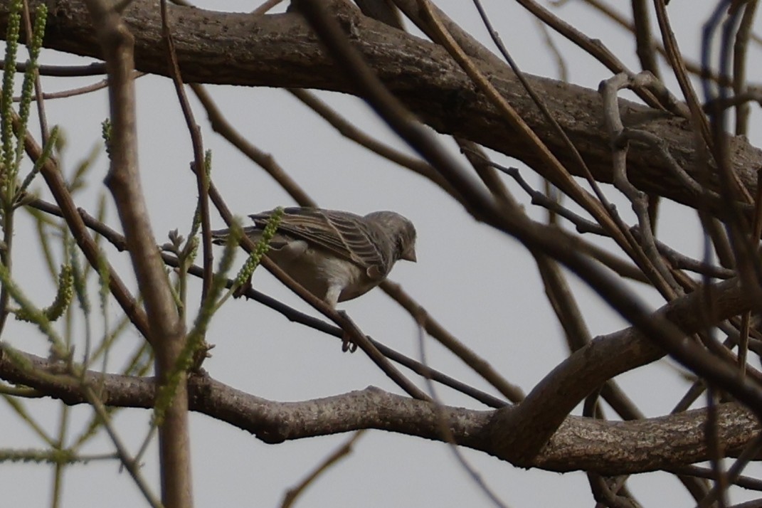 Red-billed Quelea - Mathieu Soetens