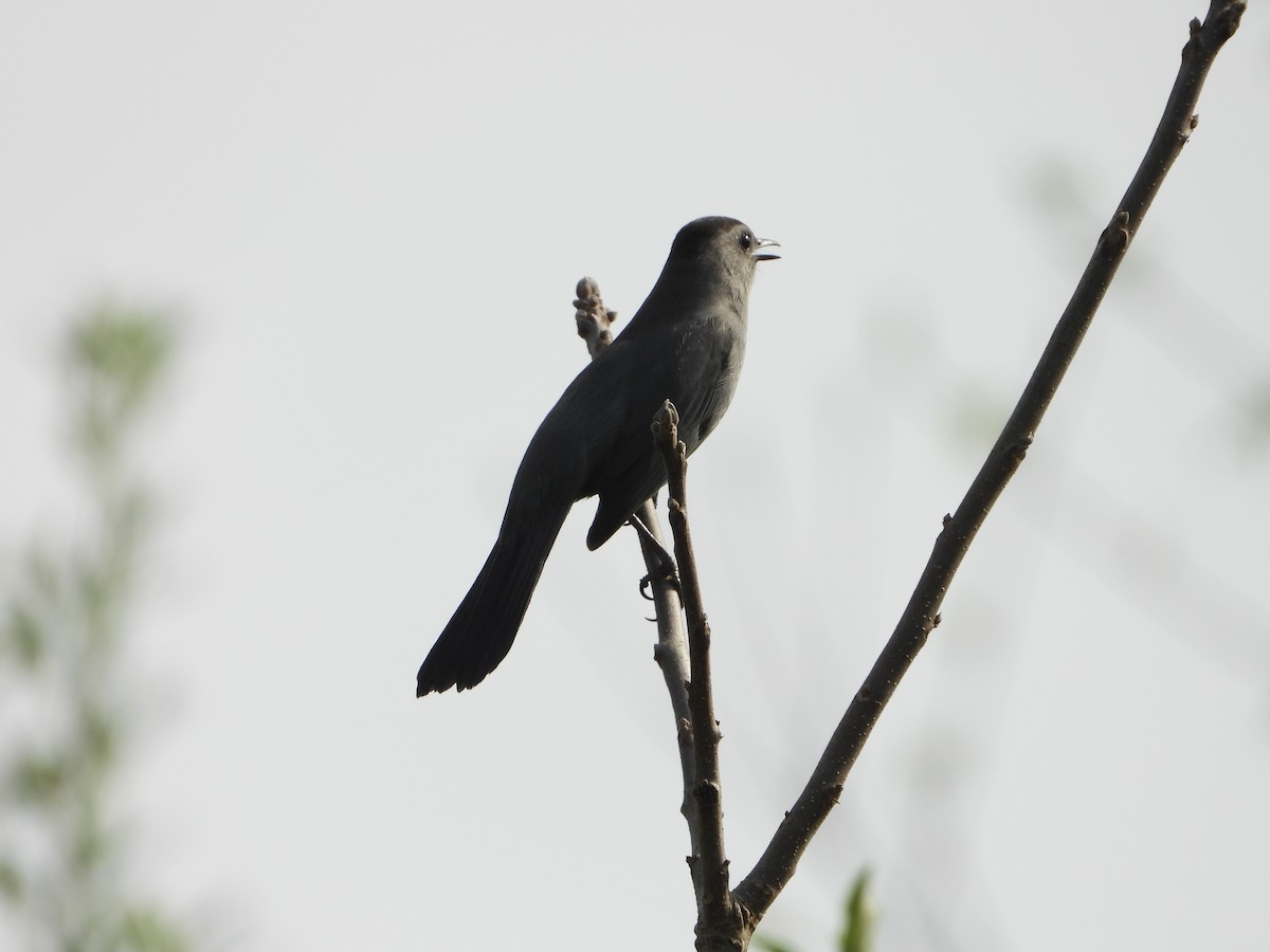 Gray Catbird - ML618273302