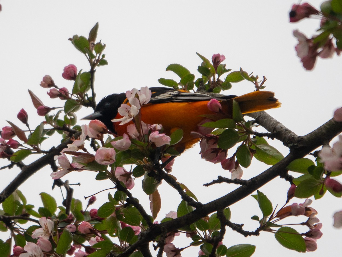 Baltimore Oriole - ML618273345