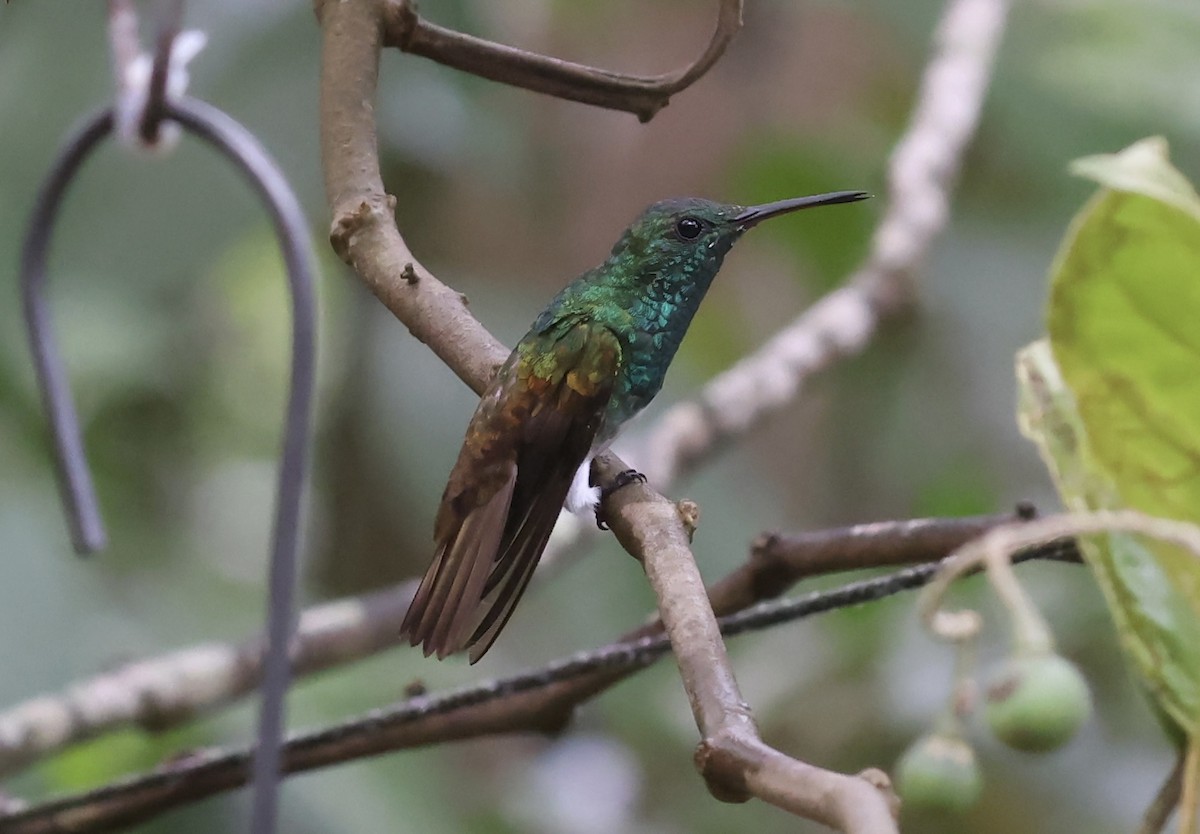 Rufous-tailed Hummingbird - Lisa Carol Wolf