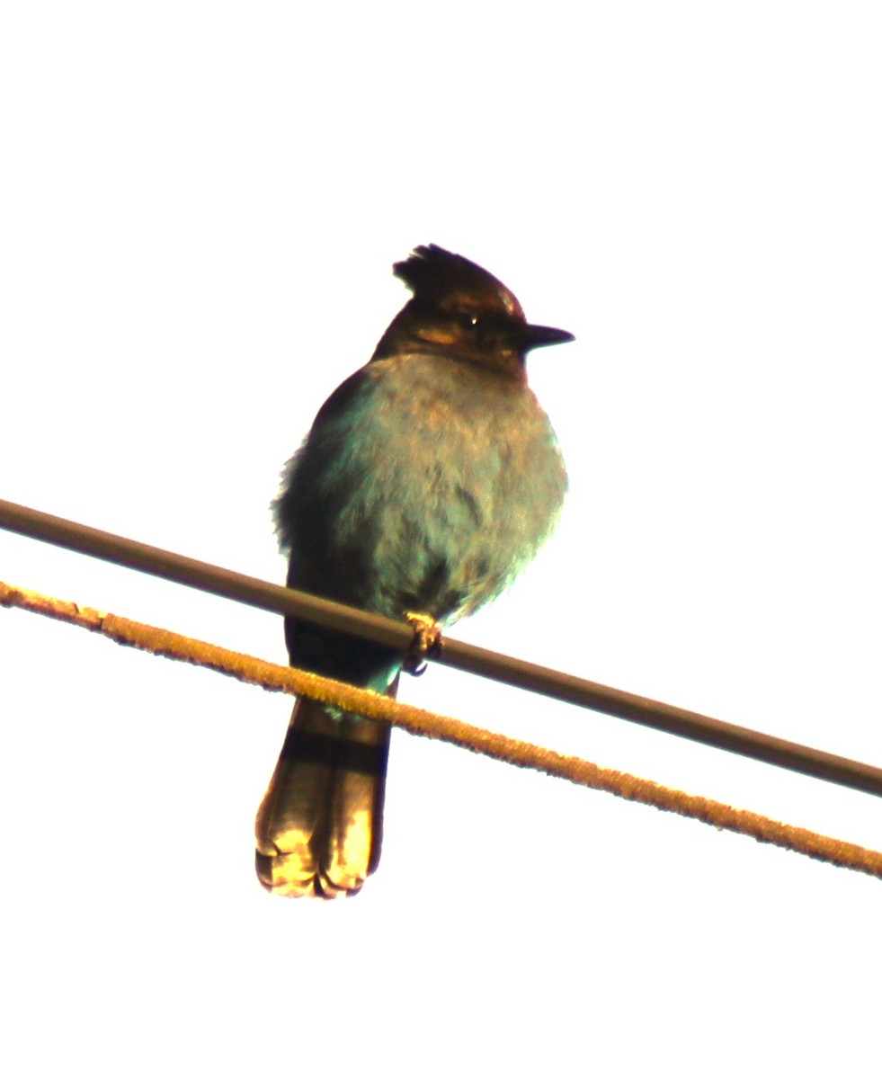 Steller's Jay (Coastal) - ML618273367