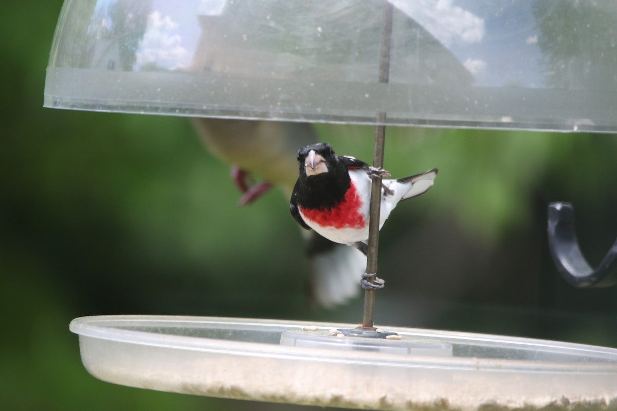 Rose-breasted Grosbeak - Daniel Lebbin