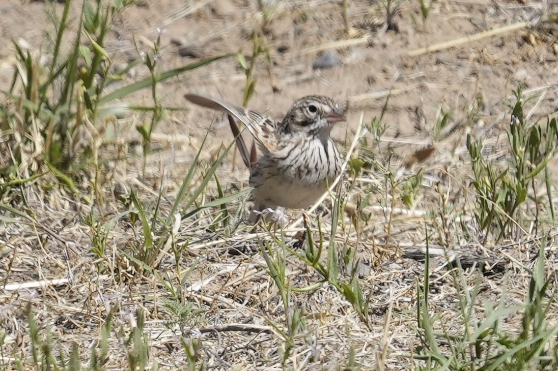 Vesper Sparrow - ML618273376