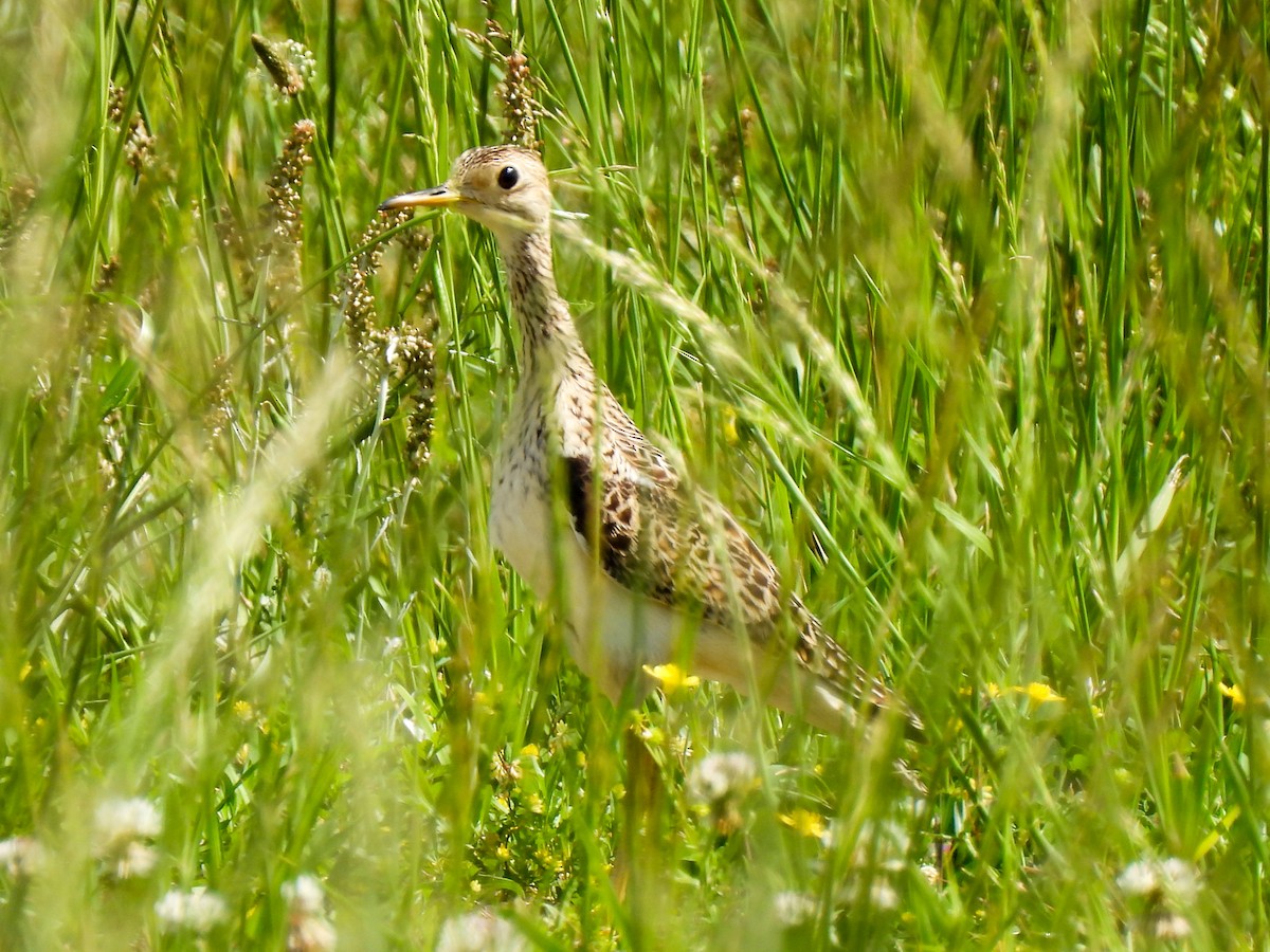 Upland Sandpiper - Sophie Dismukes