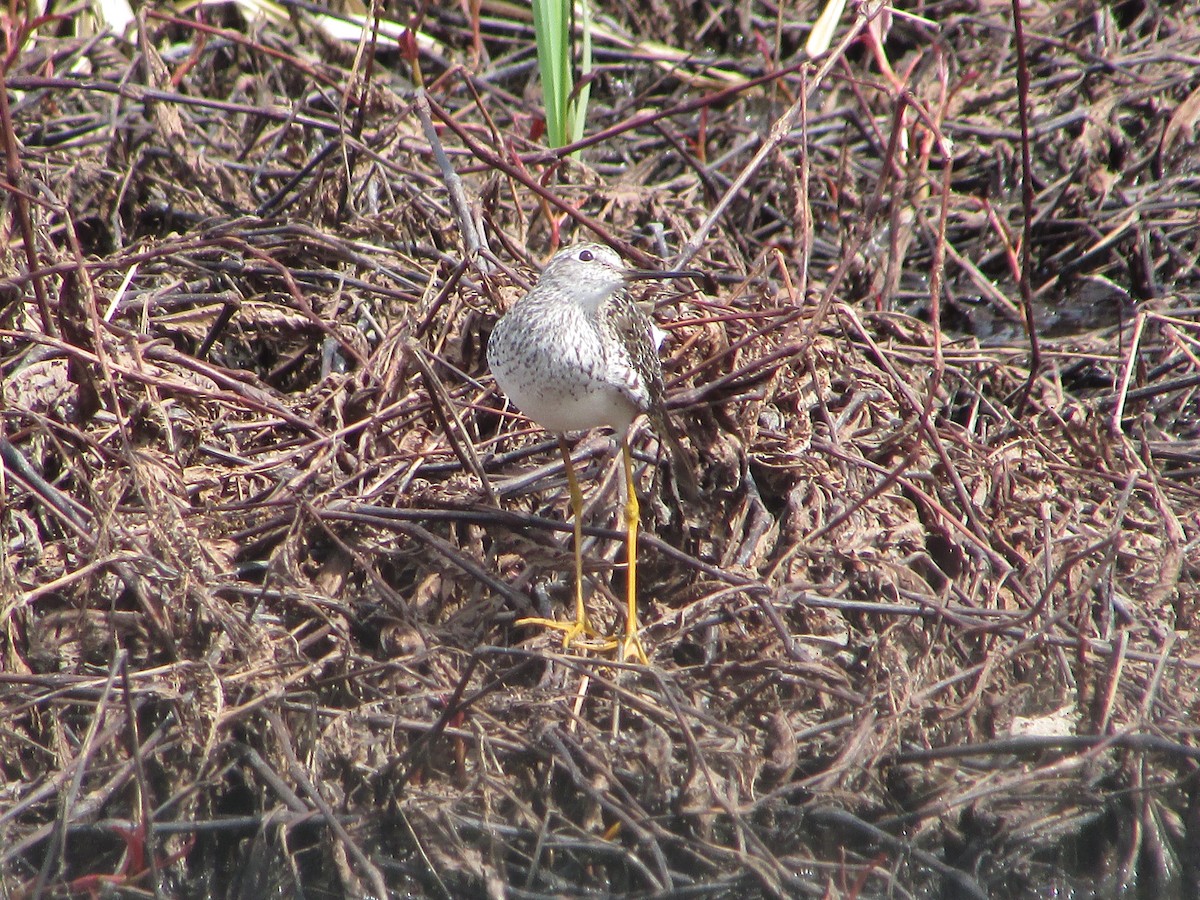 Solitary Sandpiper - Mark Rhodes