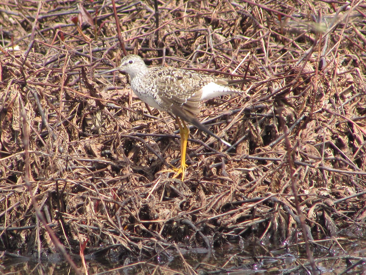 Solitary Sandpiper - Mark Rhodes