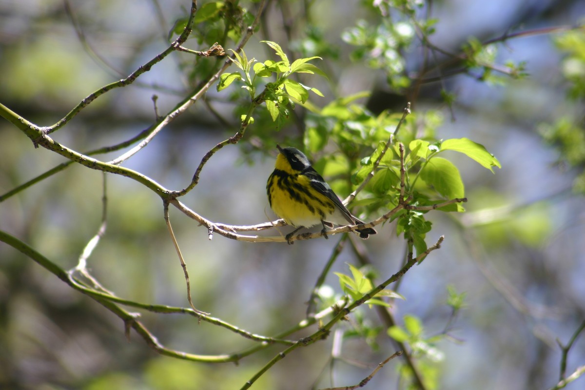 Magnolia Warbler - Sylvie Vanier🦩