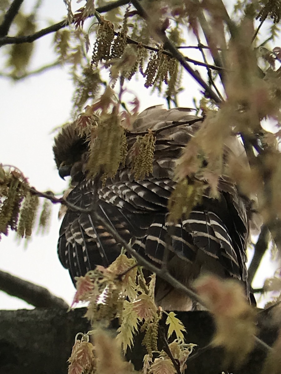 Red-shouldered Hawk - Arthur  Shippee