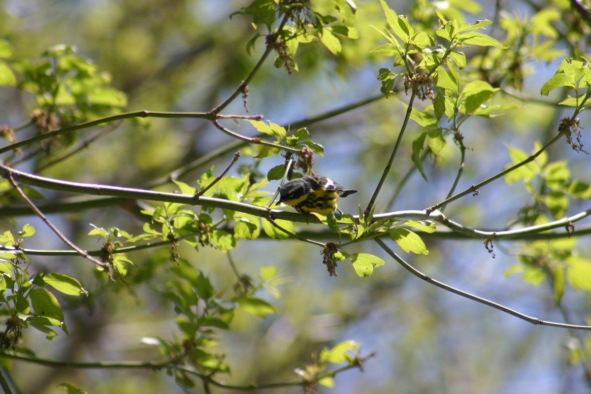 Magnolia Warbler - Sylvie Vanier🦩