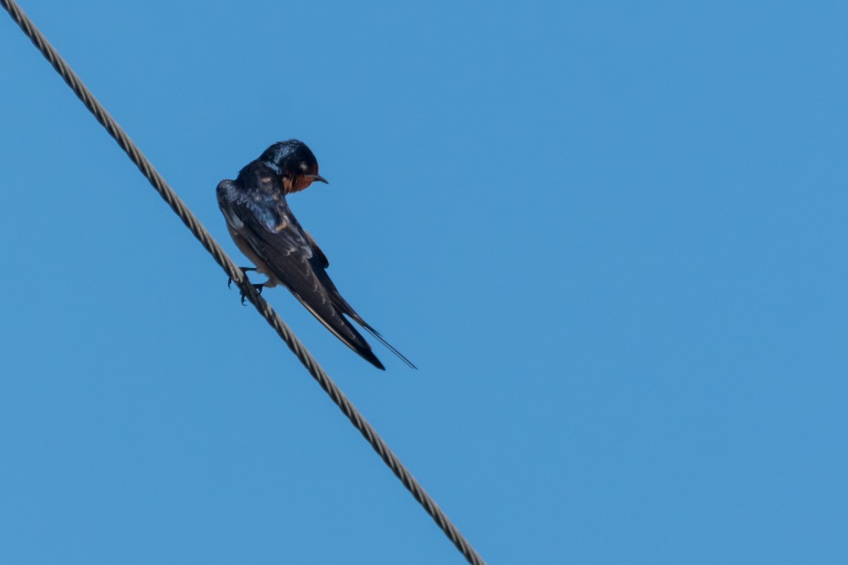 Barn Swallow - Gabrielle Harrison