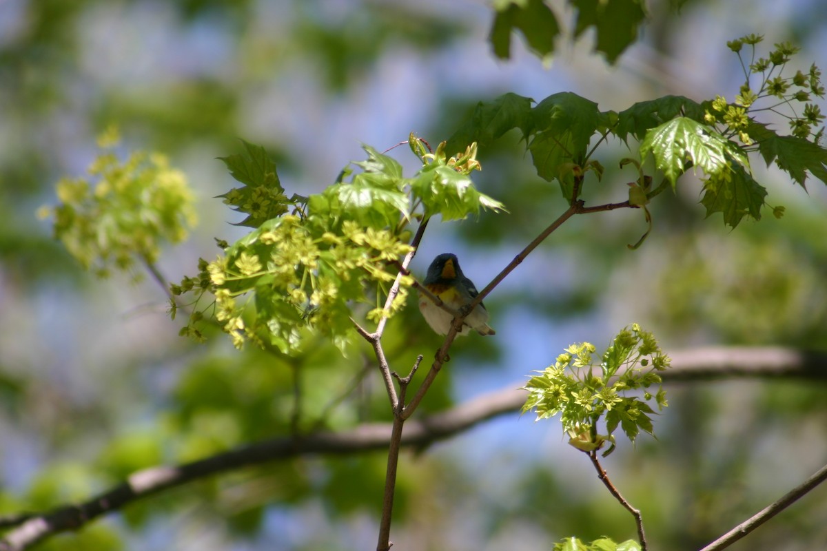 Northern Parula - Sylvie Vanier🦩